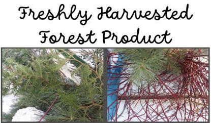 Picture of Raw Holiday Forest Materials